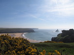 SX14143 Gorse on cliffs by Church Rock past Star Rock at Broad Haven beach.jpg